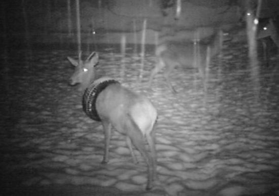 no čo miskom nebude to on? jeleň s pneu