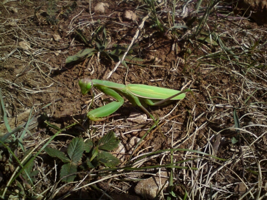 Mantis religiosa