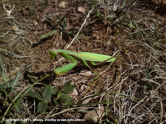 Mantis religiosa