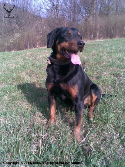 Kato