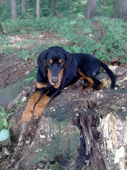 igo zo Slavošovskej doliny