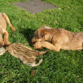 co se v mládí naučíš ...