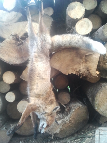 Včerajší lišiačik