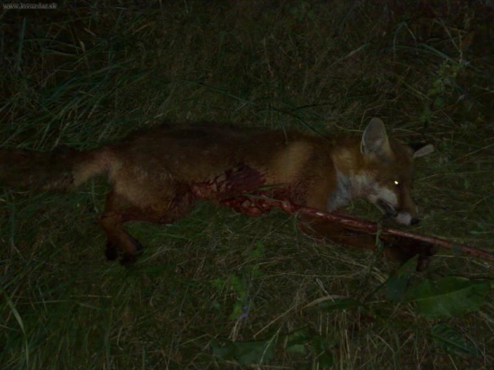 lišiak-trochu ho to rozhádzalo