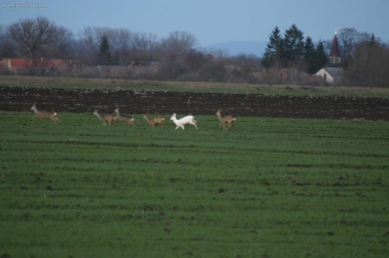 albino
