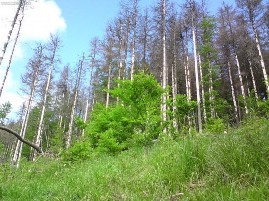 Ćo dokaze likožrut