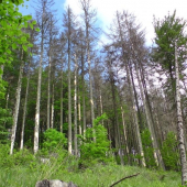 Ćo dokaze likožrut