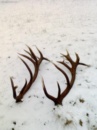 20 toraky rok po sebe