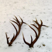 20 toraky rok po sebe