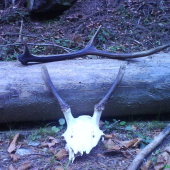 Dnešná prechádzka