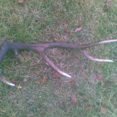 Nedelňajšia prechádzka :D