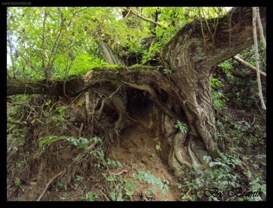 Brána do jazvečieho kráľovstva