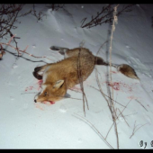 ...vykupenie nesmrtelnej..