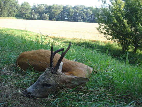 Krásne ráno