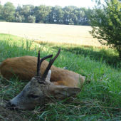Krásne ráno