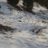 Ake zviera je na obrazku