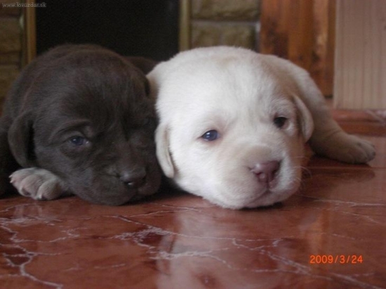 Vandičkine šteniatka