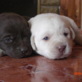 Vandičkine šteniatka