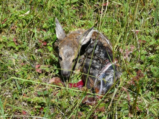 ked som sa narodil(a)