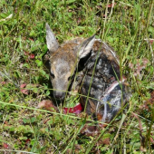 ked som sa narodil(a)