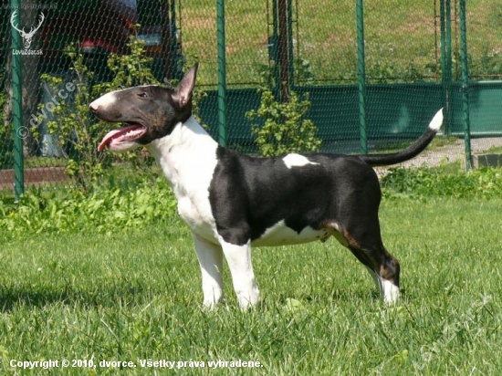 Arkus (4 mes.)