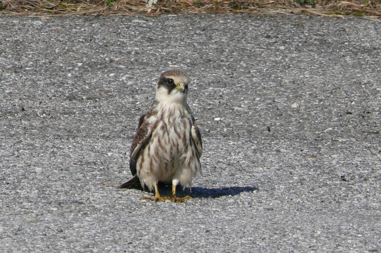 Falco vespertinus