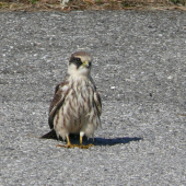 Falco vespertinus