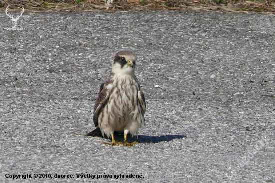 Falco vespertinus