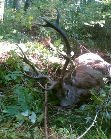 Ďalšia časť poľovačky začína....