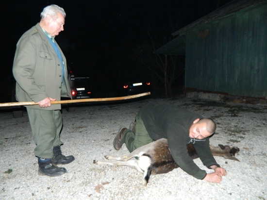 pasovanie za lovca dančej zveri