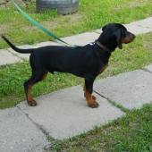AJAX