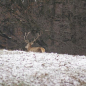 najsilnejší v čriede