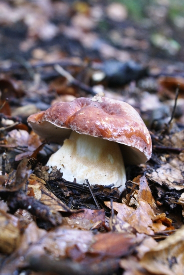 vždy sa niečo nájde...