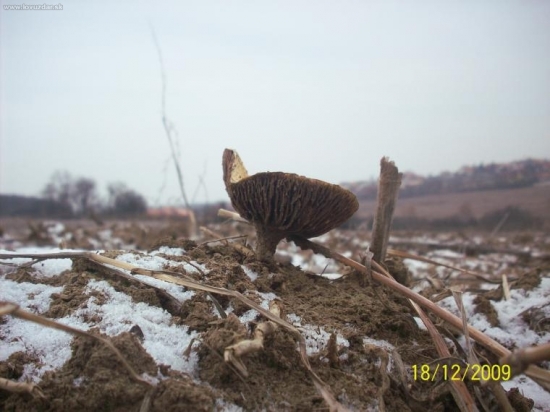 zima,nezima snad ma najdu
