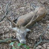 úlovok nášho hosťa