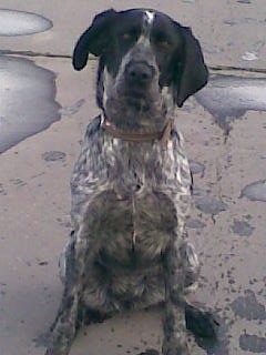 Azira z druheho vrhu