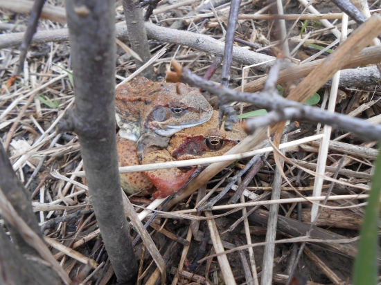 takýchto krásavcov som našla počas mojej prechádzky prírodou