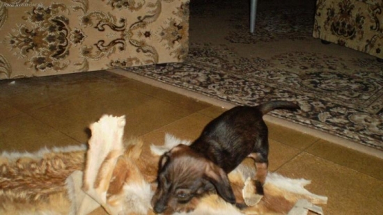 Ambricka z kozusinkou