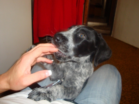 Azirka  z Henkinho dvora