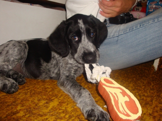 Azirka  z Henkinho dvora