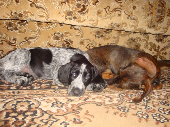 Azirka  z Henkinho dvora