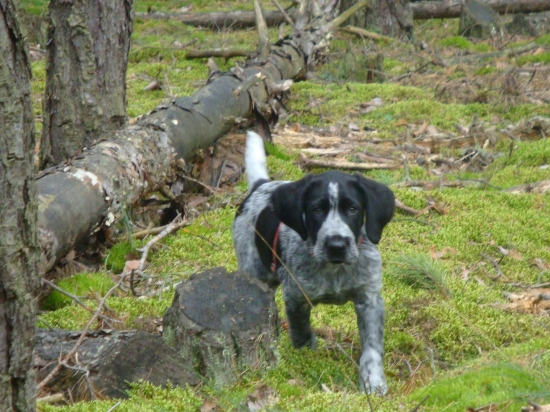 Azirka  z Henkinho dvora