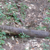 letný3