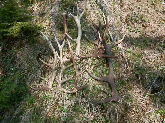 apo ceste ešte jeden