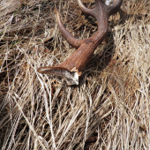 odlomený