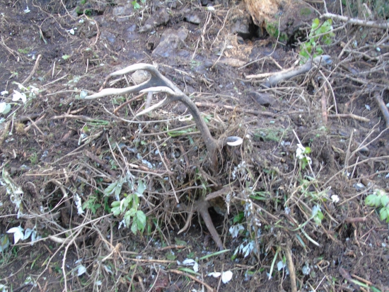 medvedia chladnička