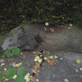 oplatilo sa vstávať