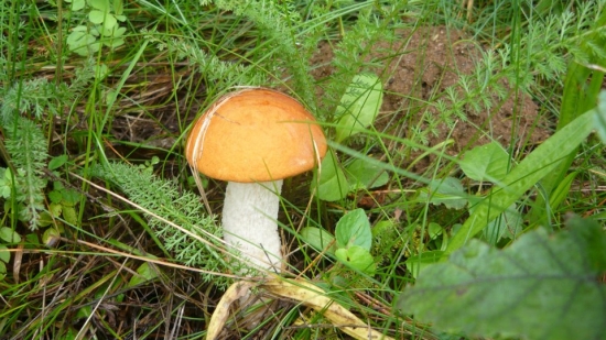 spomienka na leto 2011