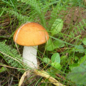 spomienka na leto 2011