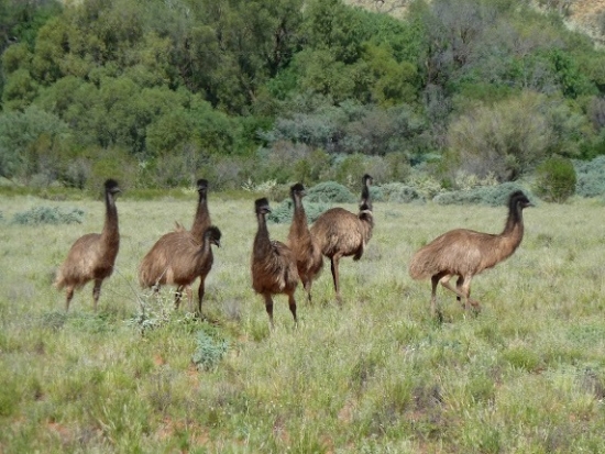 Emu